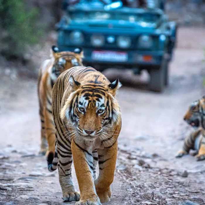 Ranthambore Private Day Tour Package