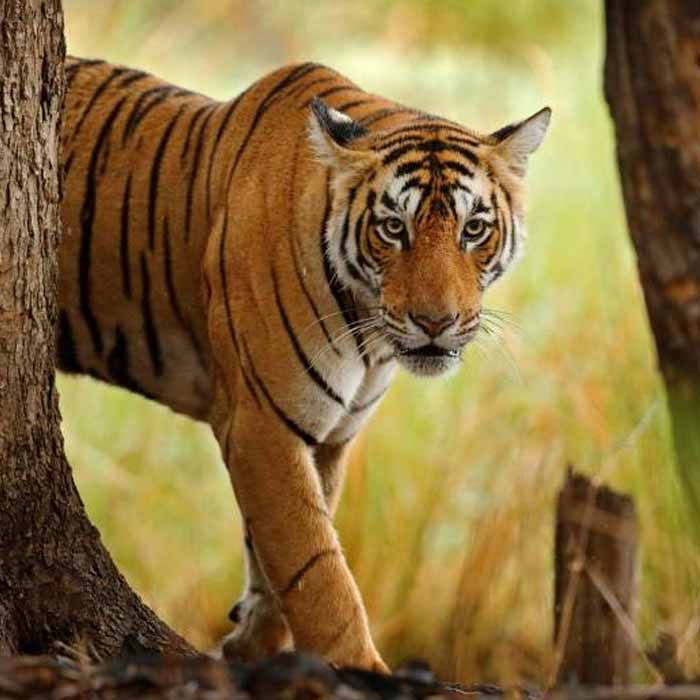 Ranthambore Private Day Tour Package